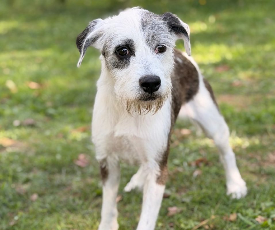 Sally - Chien Briquet Griffon Vendéen à adopter