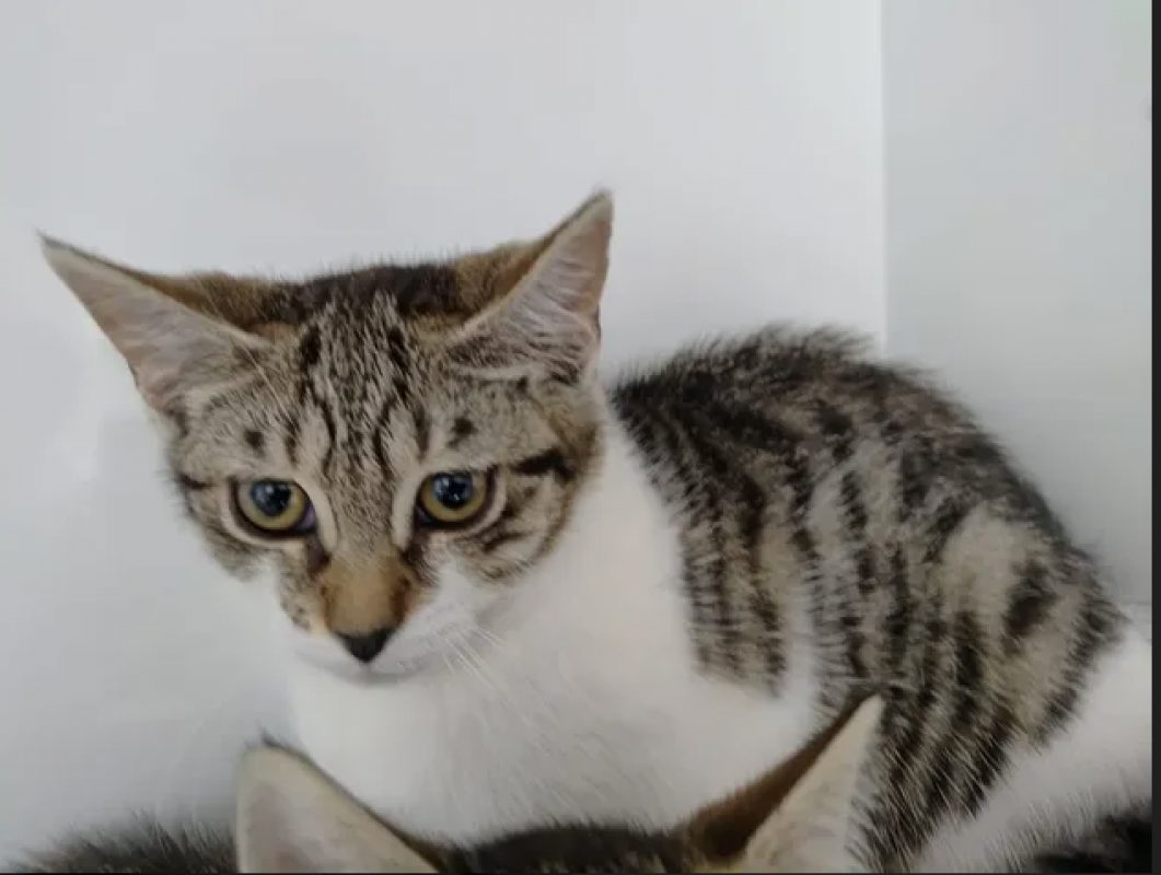 Zazie - Chat Européen à adopter