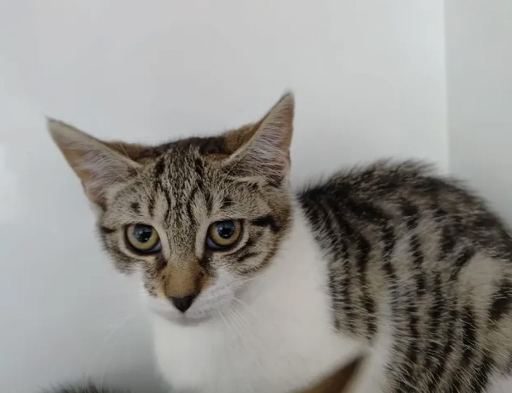 Zazie - Chat Européen à adopter - photo 2