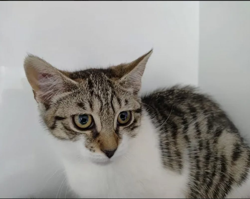Zazie - Chat Européen à adopter - photo 3