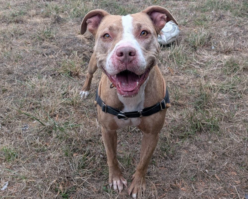 Tina - Chien Bouledogue Américain à adopter