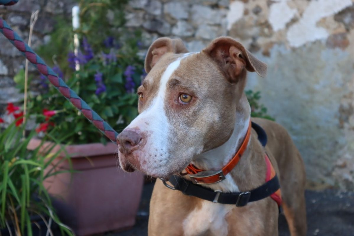 Tina - Chien Bouledogue Américain à adopter
