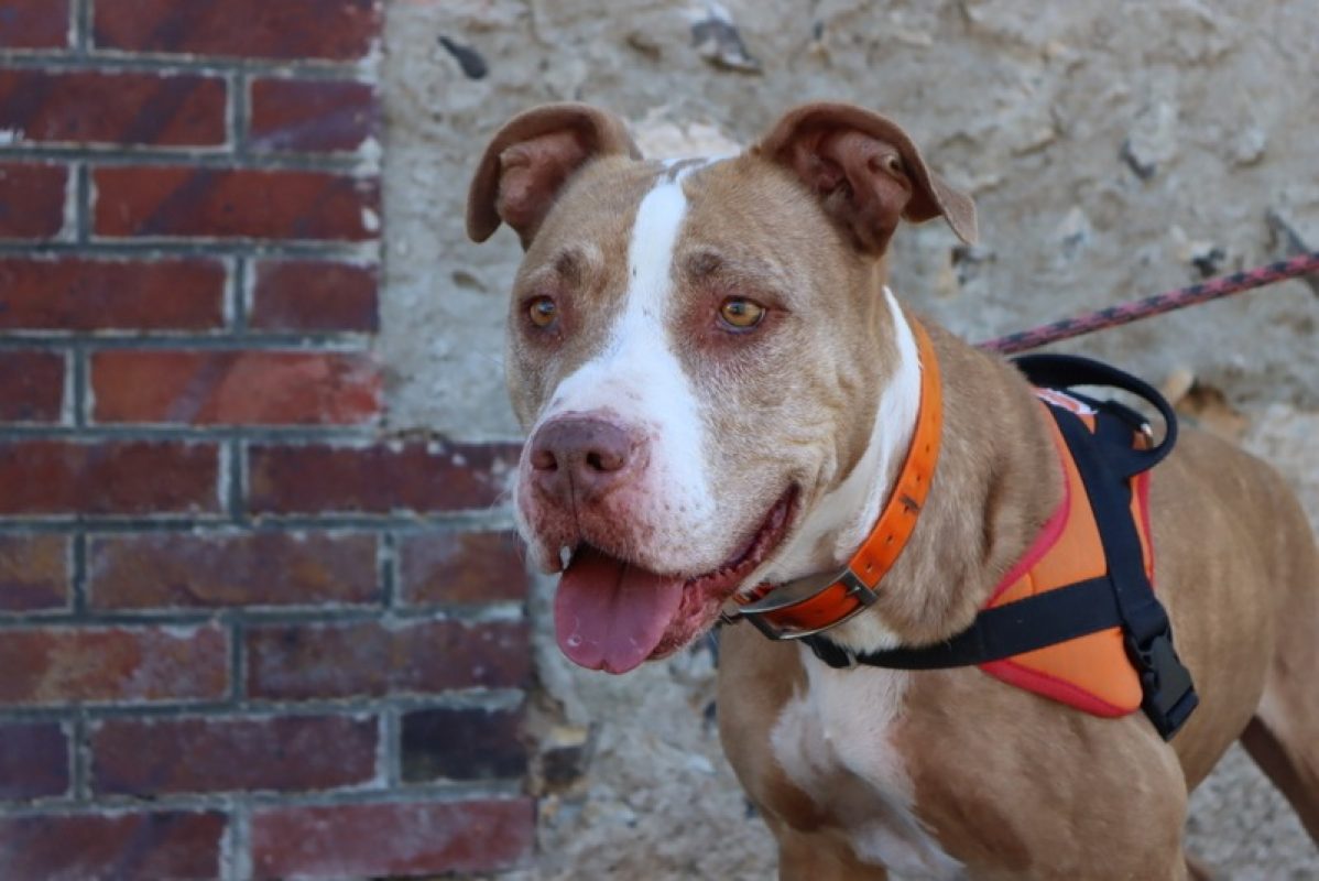 Tina - Chien Bouledogue Américain à adopter - photo 2