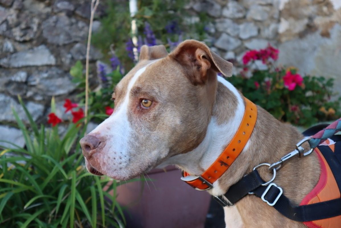 Tina - Chien Bouledogue Américain à adopter - photo 4
