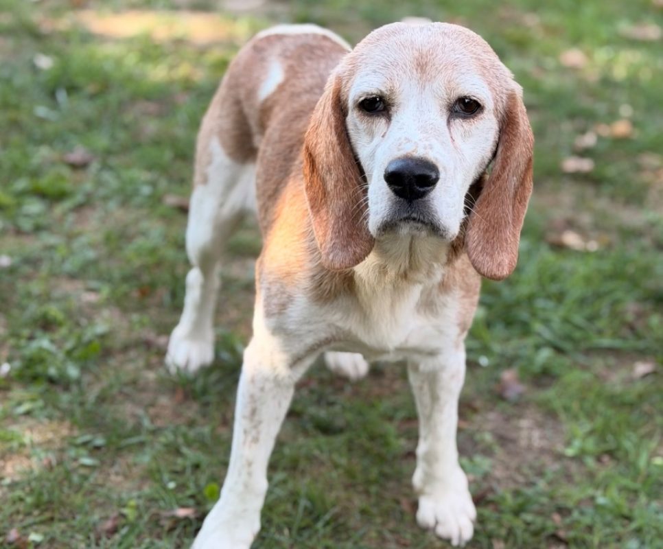 Polka - Chien Beagle à adopter