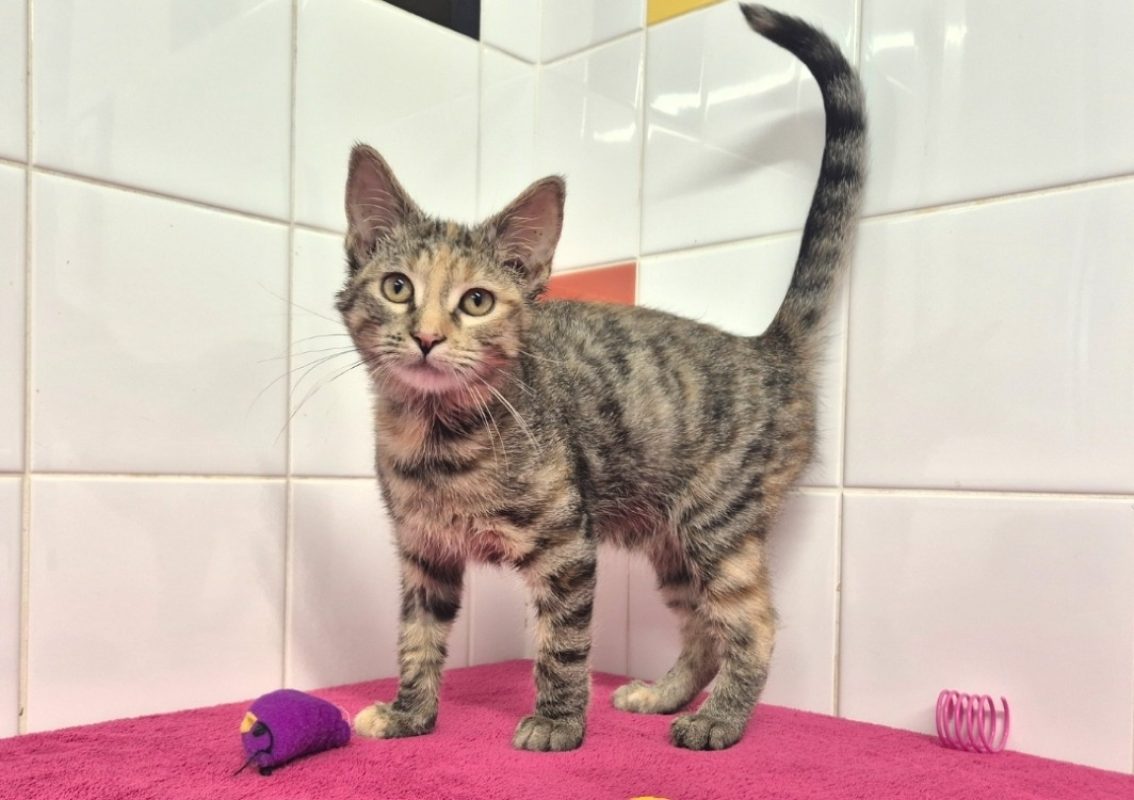Hannah - Chat Européen à adopter