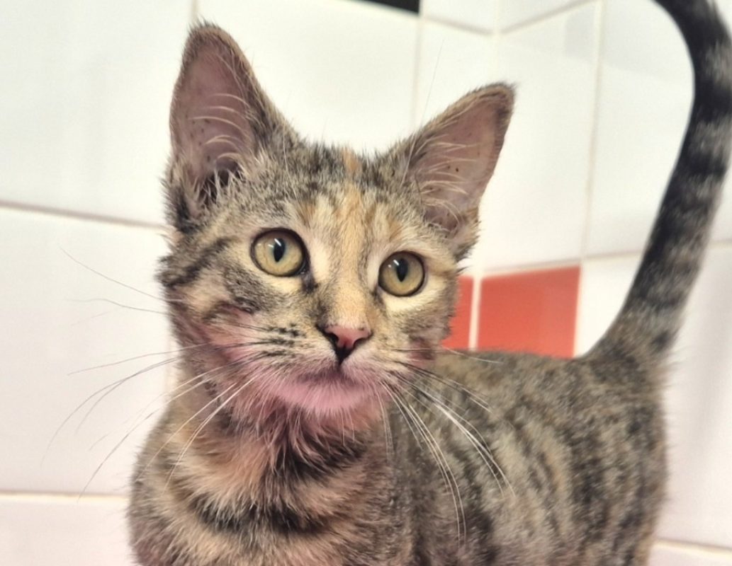 Hannah - Chat Européen à adopter - photo 2