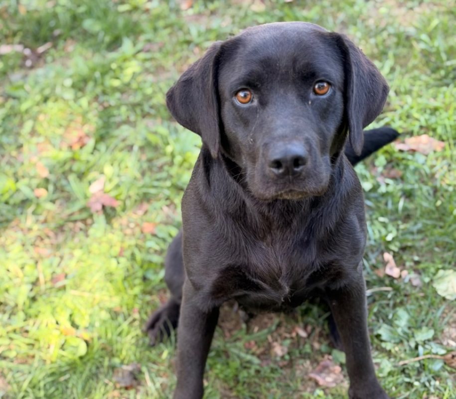 Raya - Chien à adopter