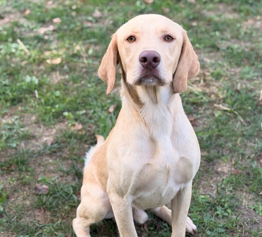Rayo - Chien à adopter
