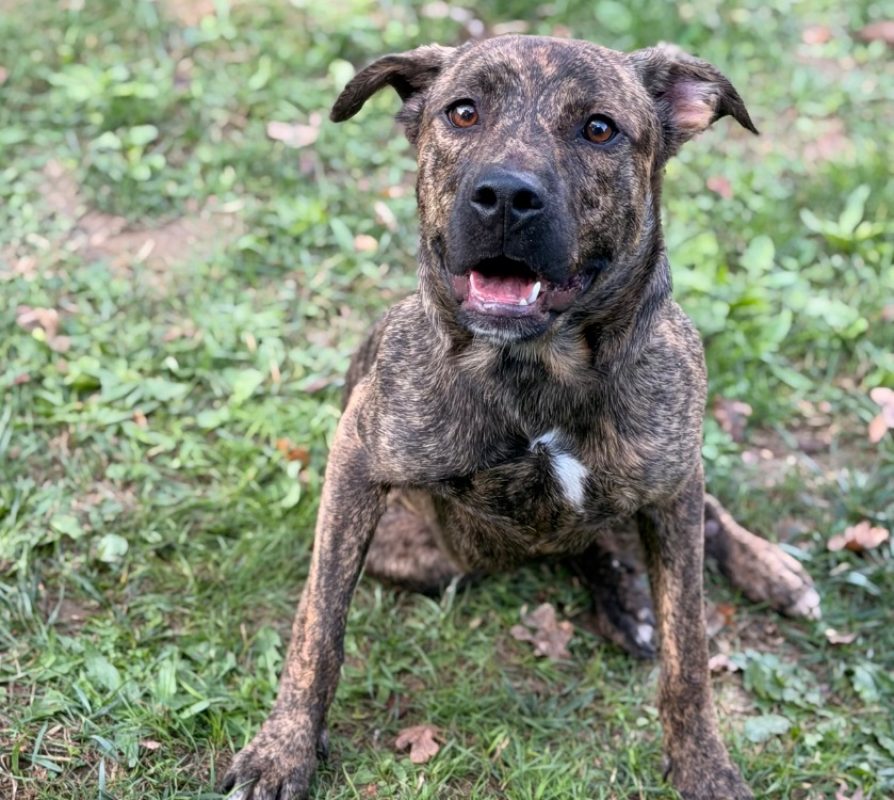 Tango - Chien à adopter