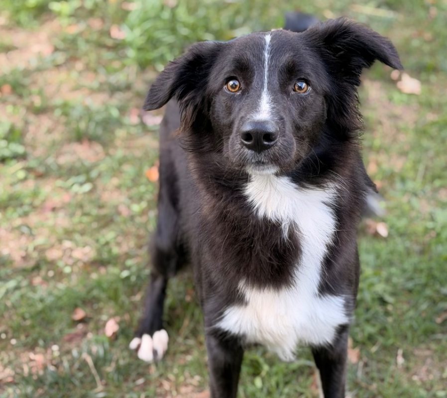 Sultan - Chien Border Collie à adopter