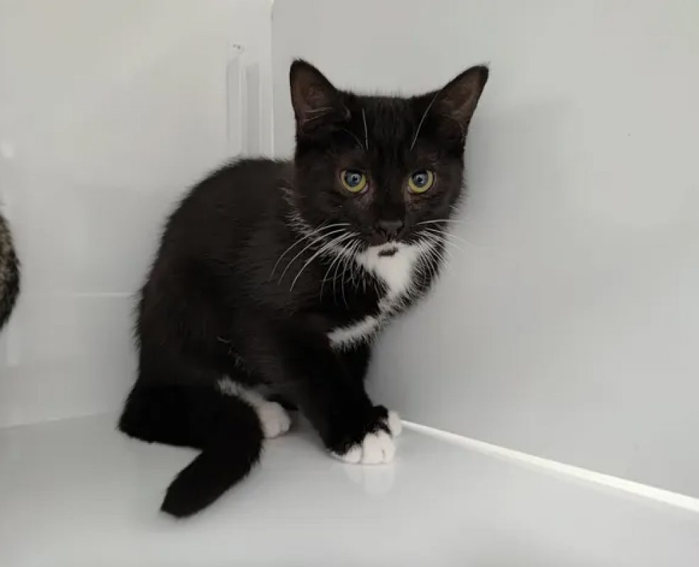 Fila - Chat Européen à adopter
