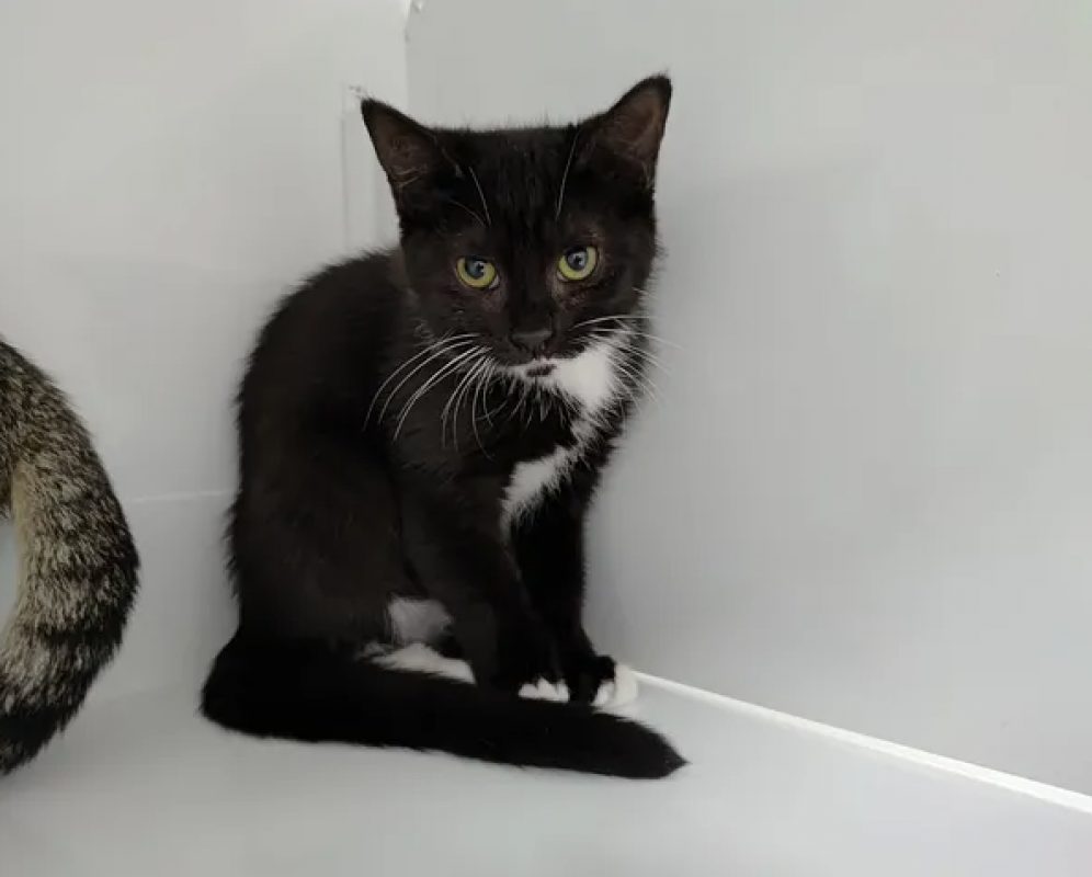 Fila - Chat Européen à adopter - photo 2