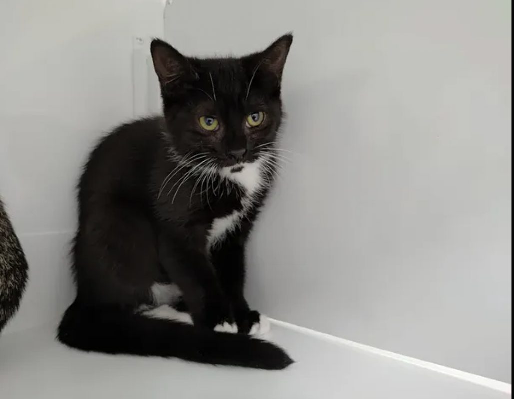 Fila - Chat Européen à adopter - photo 3