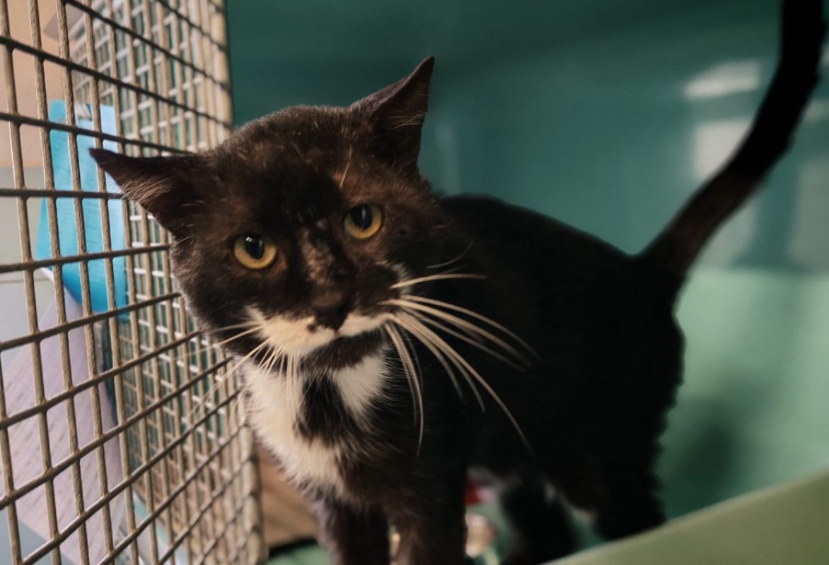 Boom - Chat Européen à adopter