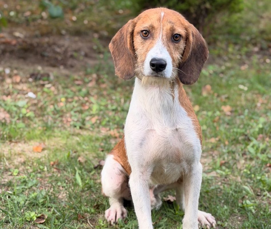 Oscar - Chien à adopter