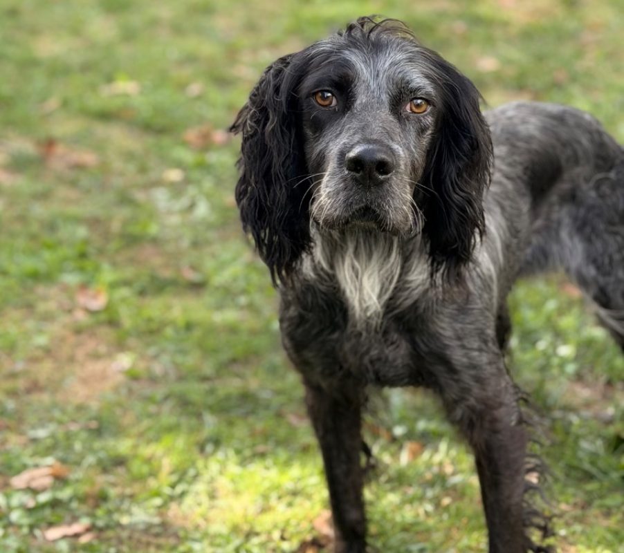 Marley - Chien Setter Anglais à adopter