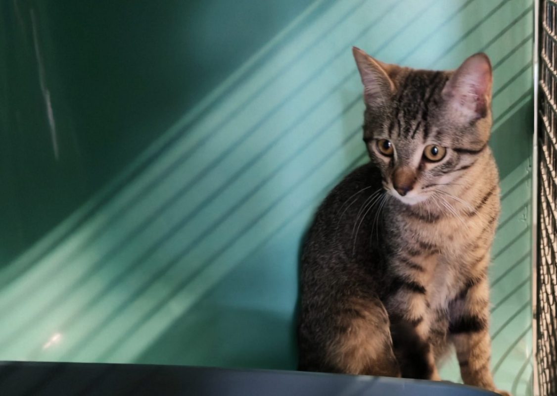 Ellis - Chat Européen à adopter