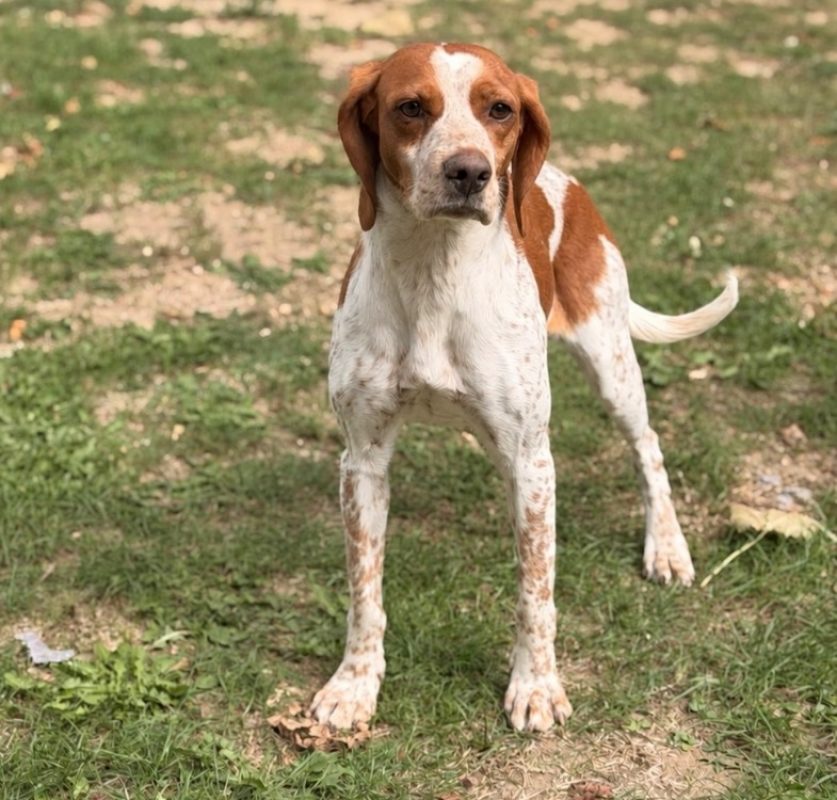 Gaia - Chien Epagneul Allemand à adopter