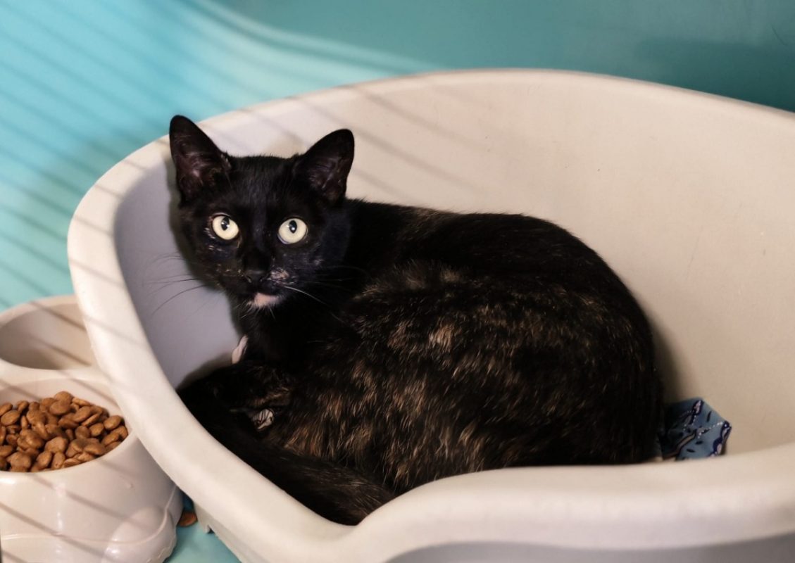 Xena - Chat Européen à adopter