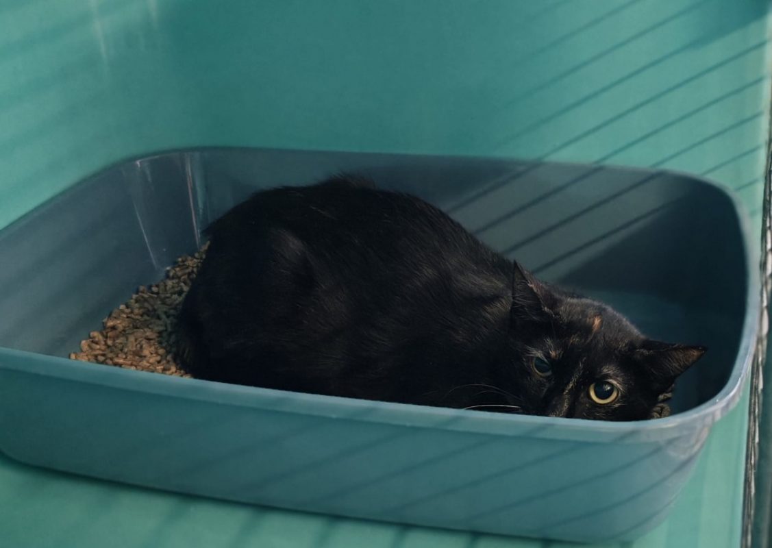 Xinthia - Chat Européen à adopter