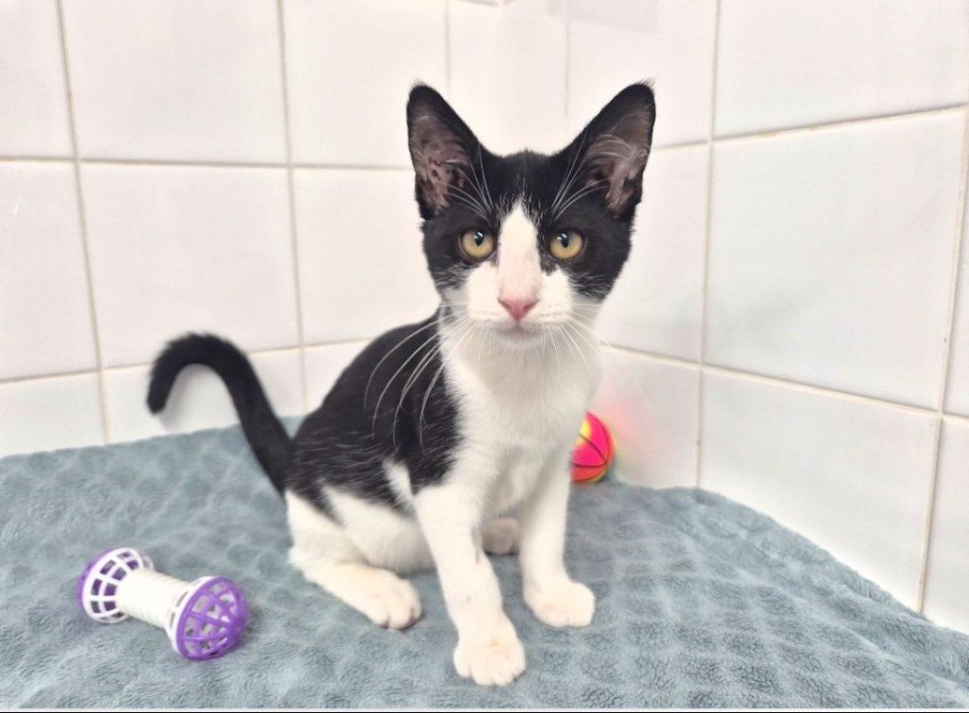 Andy - Chat Européen à adopter