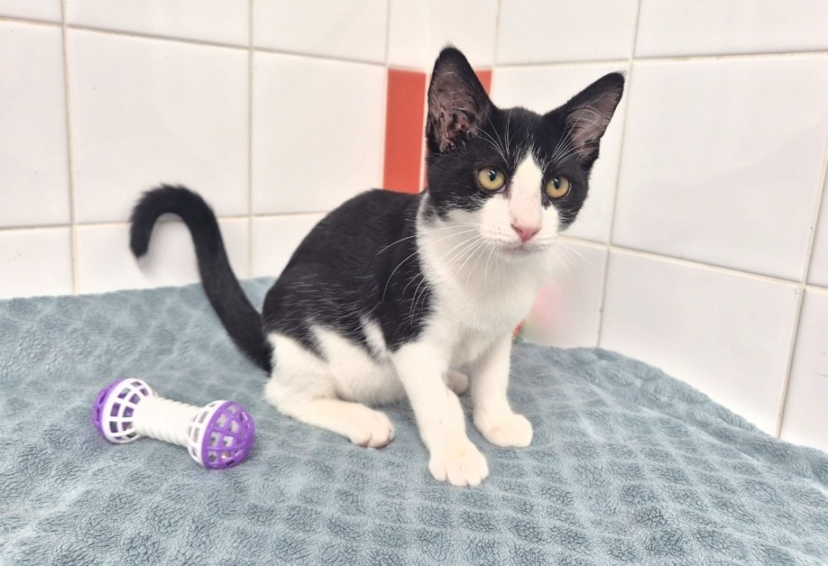 Andy - Chat Européen à adopter - photo 2