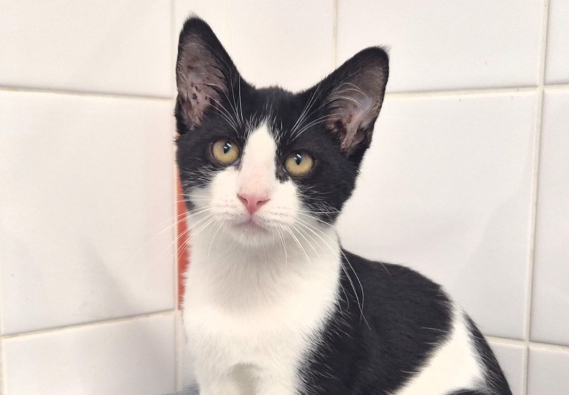 Andy - Chat Européen à adopter - photo 3