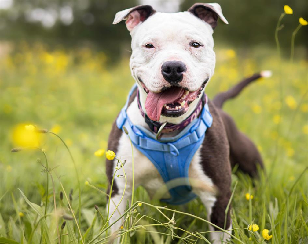 Photo #1 de Princesse