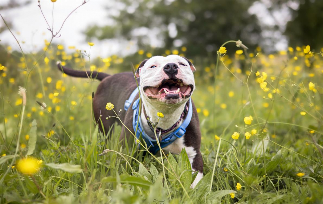 Photo #2 de Princesse