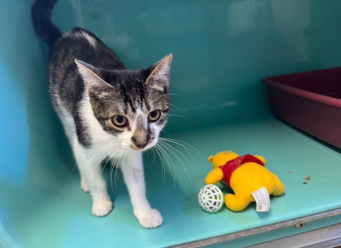 Suzy - Chat Européen à adopter