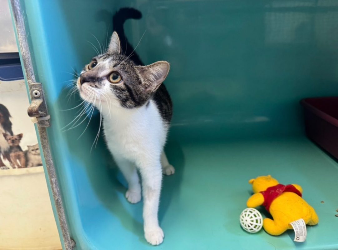 Suzy - Chat Européen à adopter - photo 2