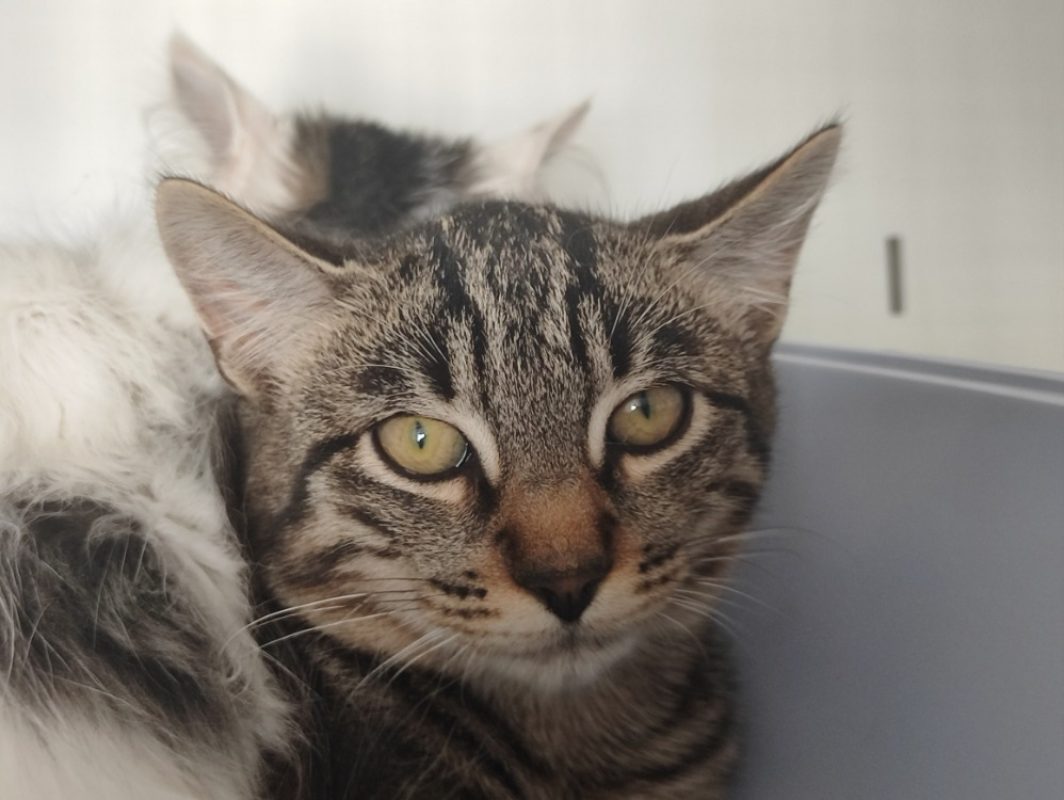 Bretzel - Chat Européen à adopter