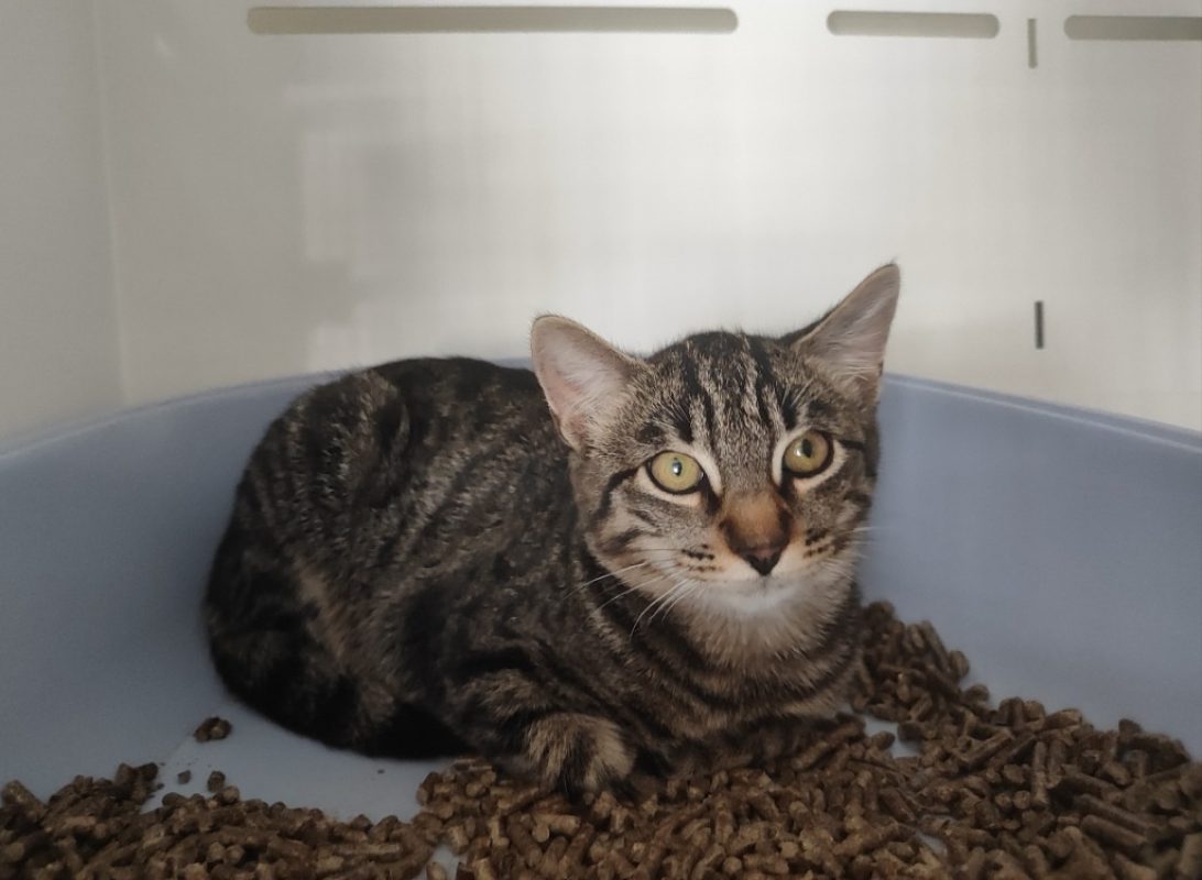 Bretzel - Chat Européen à adopter - photo 2
