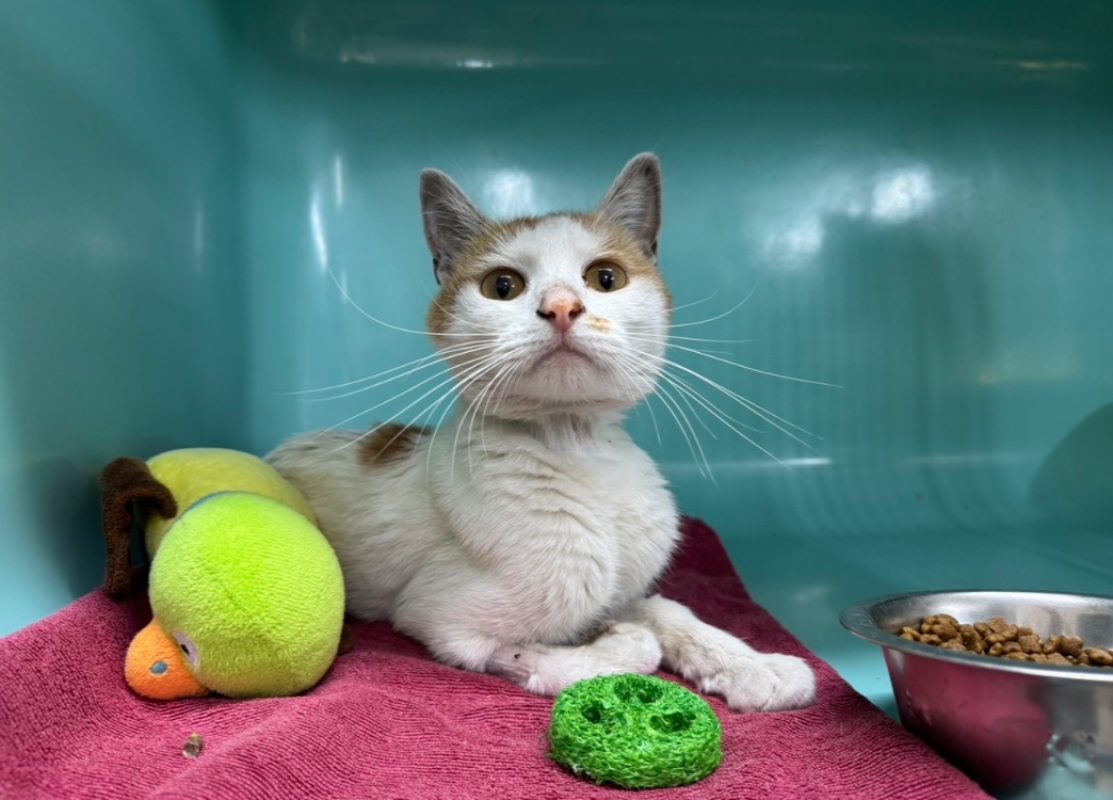 Banane - Chat Européen à adopter