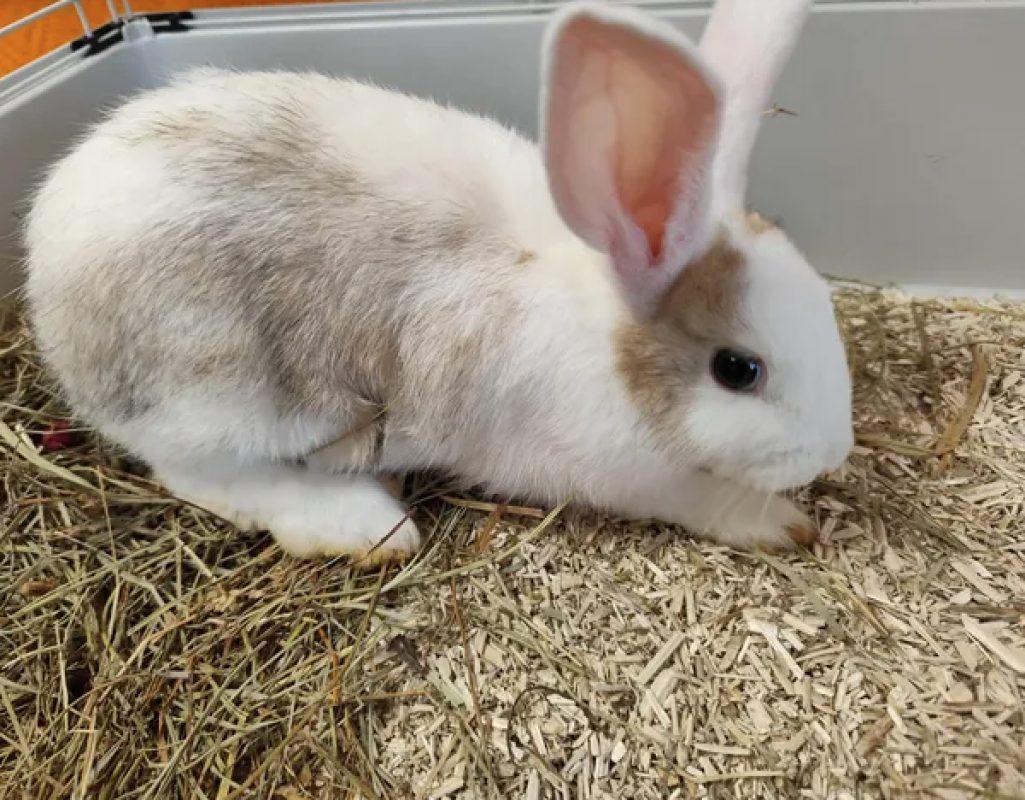 Flip - Rongeur Lapin à adopter
