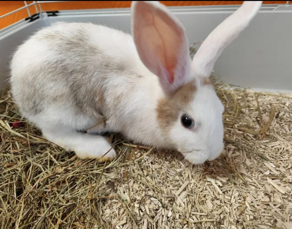 Flip - Rongeur Lapin à adopter - photo 2
