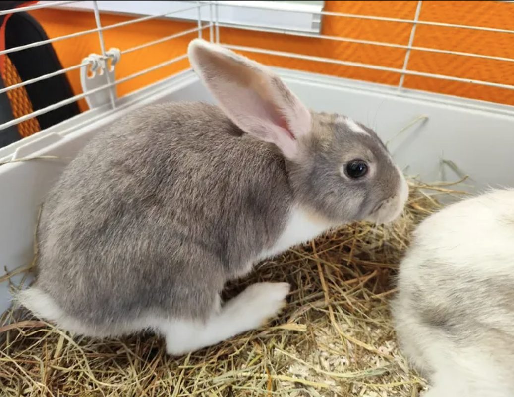 Flap - Rongeur Lapin à adopter