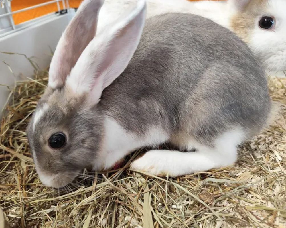 Flap - Rongeur Lapin à adopter - photo 2