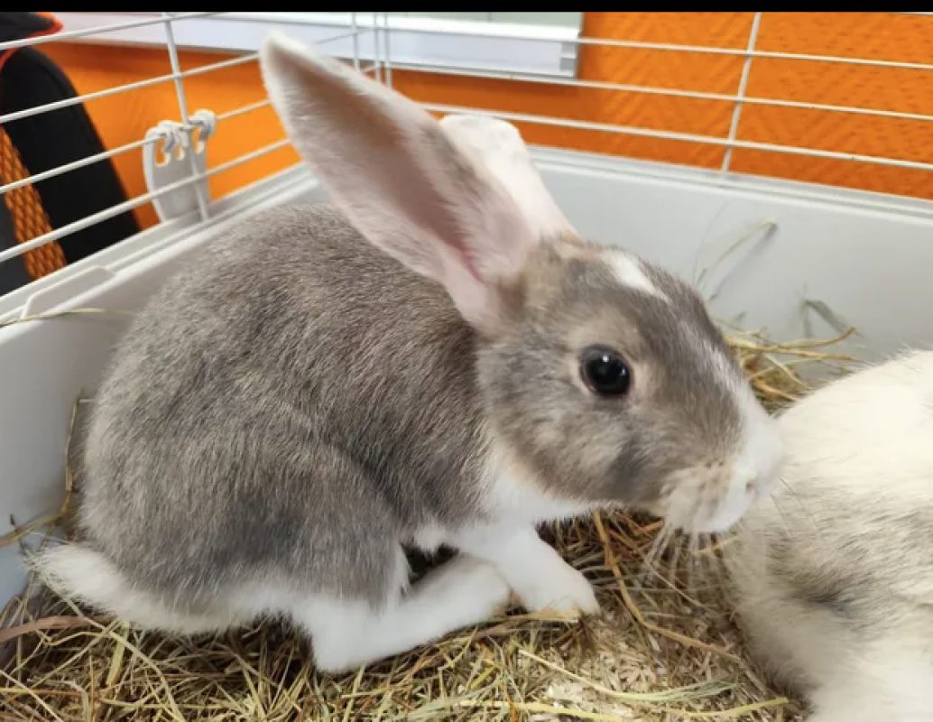 Flap - Rongeur Lapin à adopter - photo 3