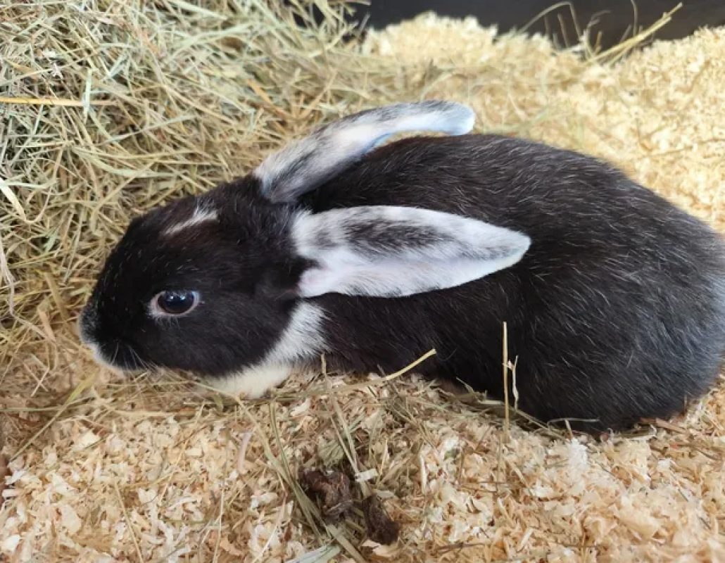 Flop - Rongeur Lapin à adopter