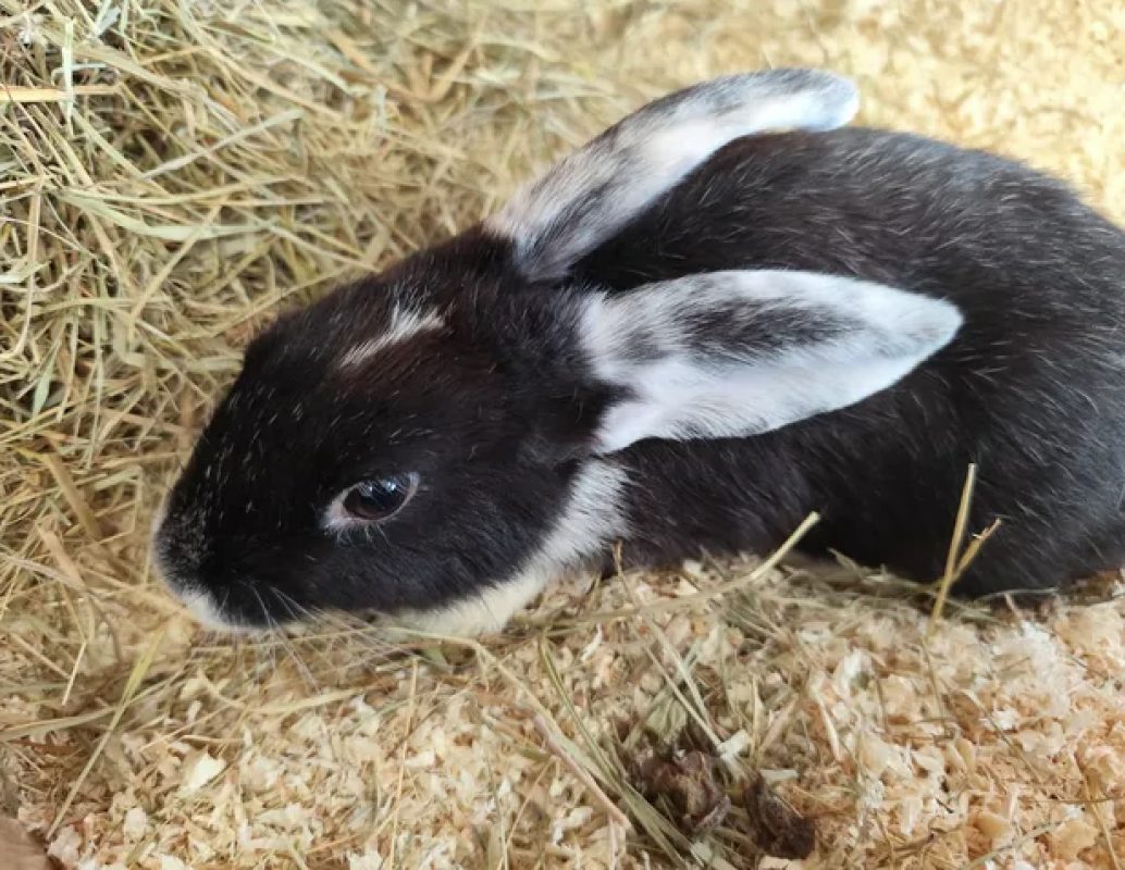 Flop - Rongeur Lapin à adopter - photo 2