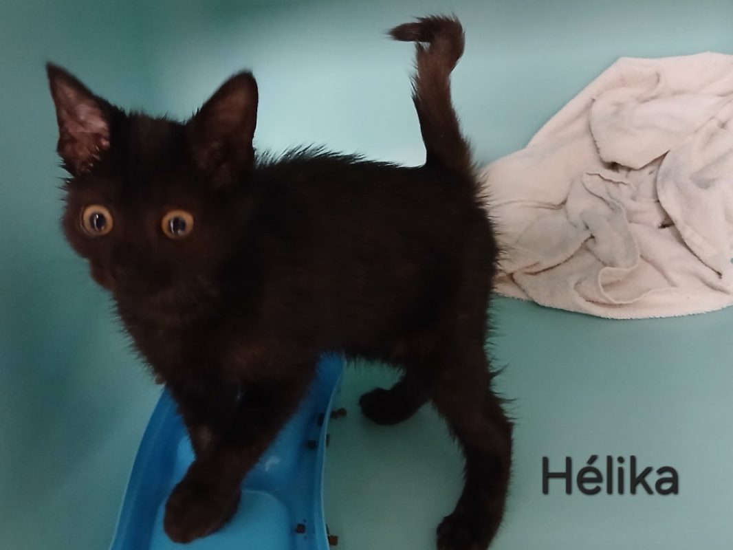 Helika - Chat Européen à adopter