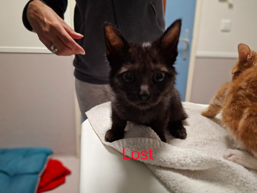 Lost - Chat Européen à adopter