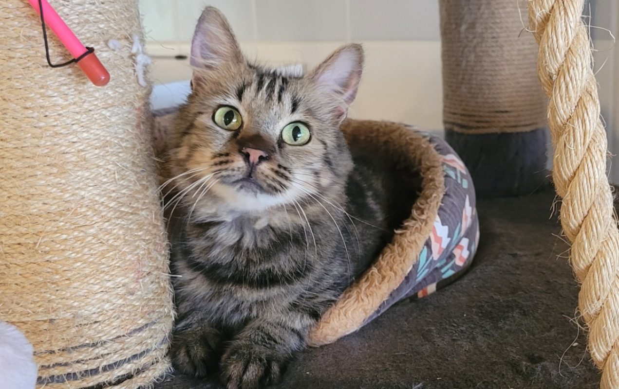 Vida - Chat Européen à adopter