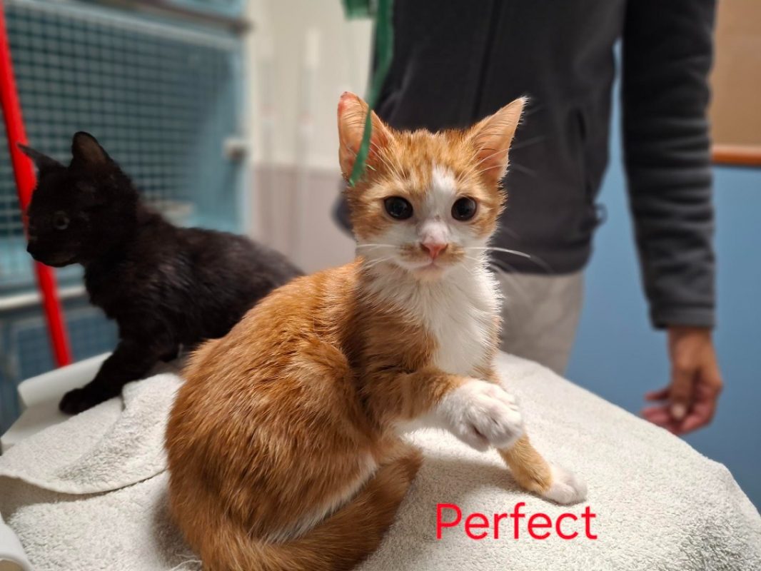 Perfect - Chat Européen à adopter