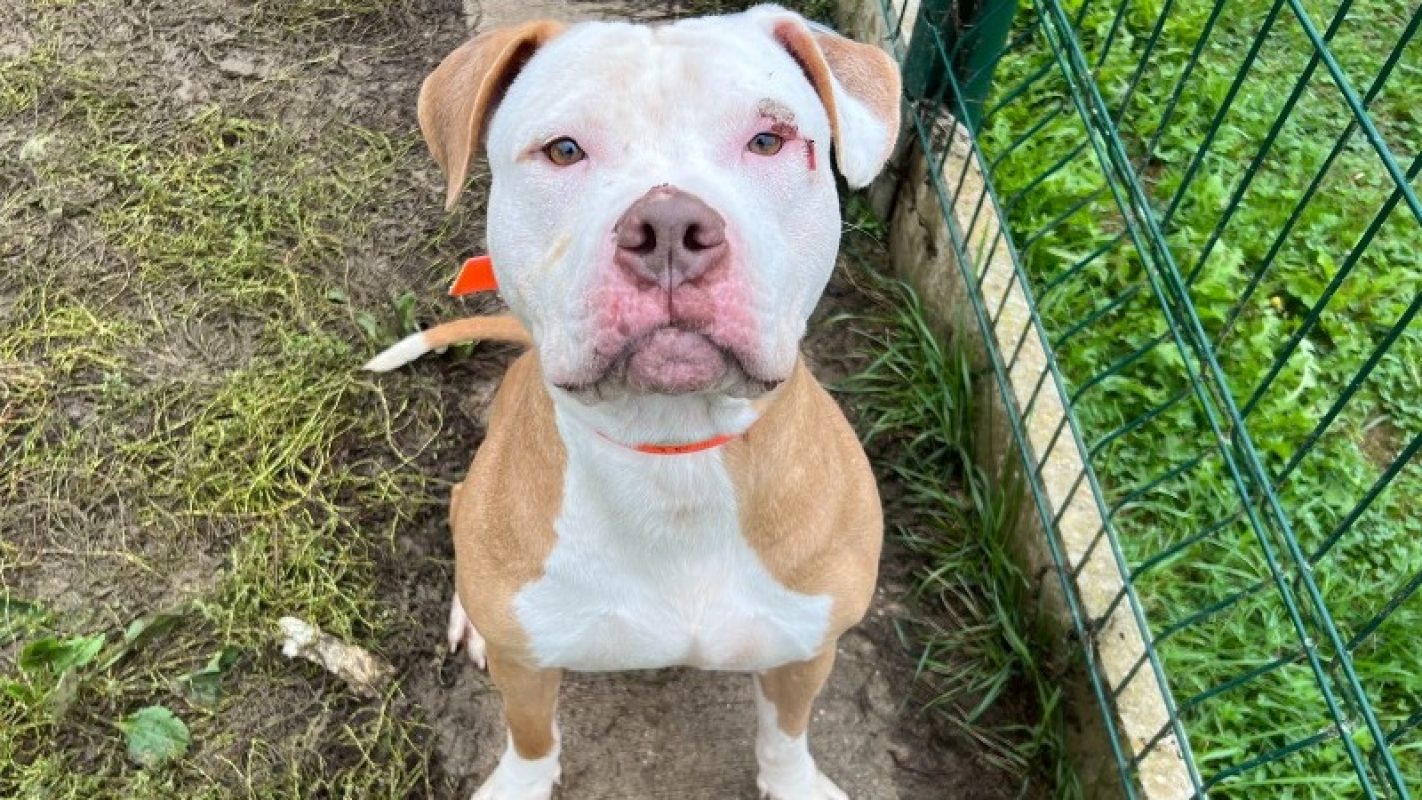 Barry - Chien Bouledogue Américain à adopter