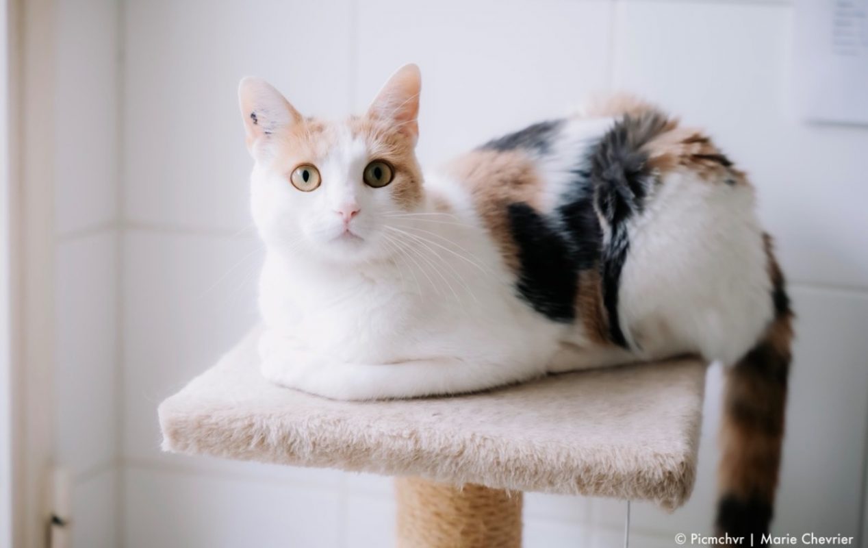 Rio - Chat Européen à adopter