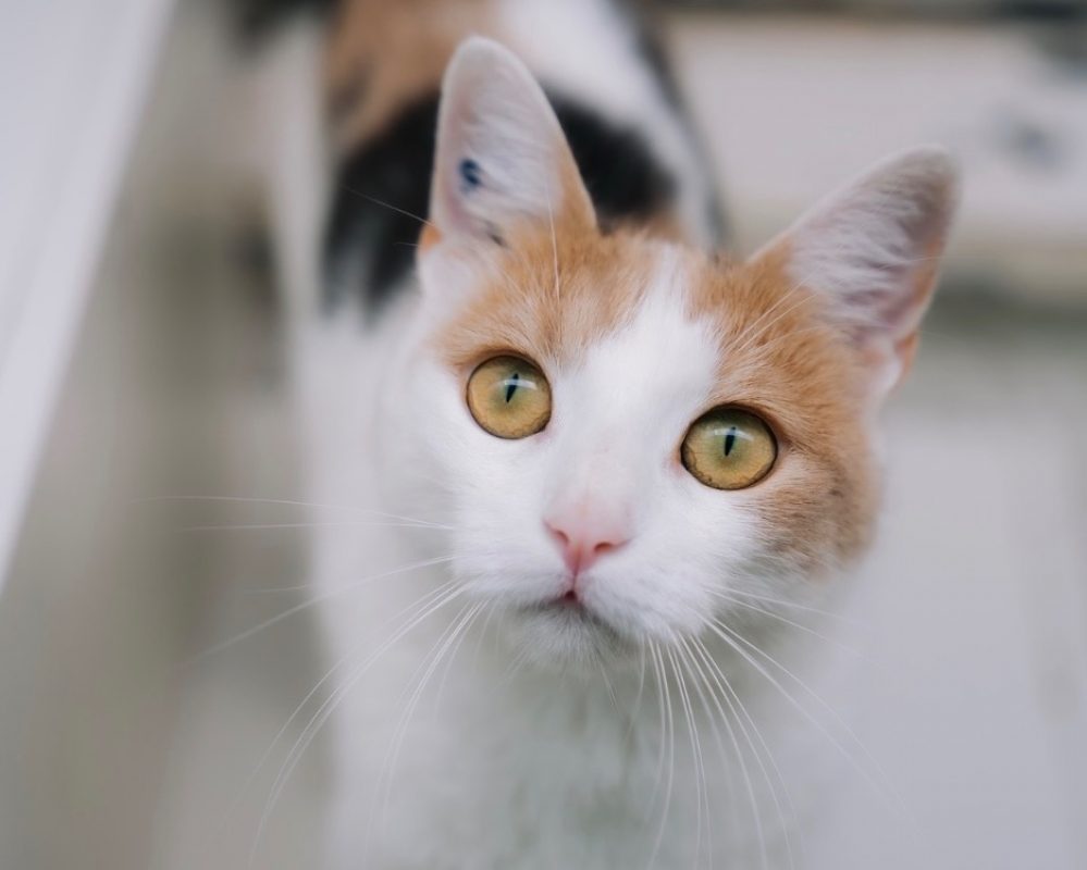 Rio - Chat Européen à adopter - photo 2