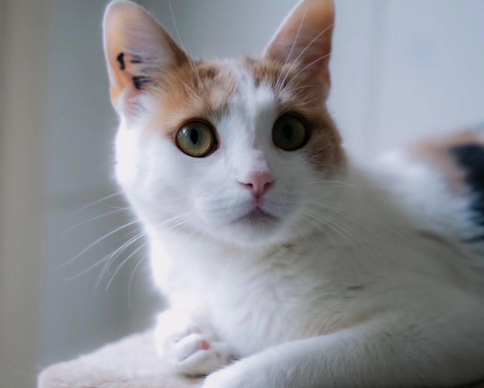 Rio - Chat Européen à adopter - photo 3
